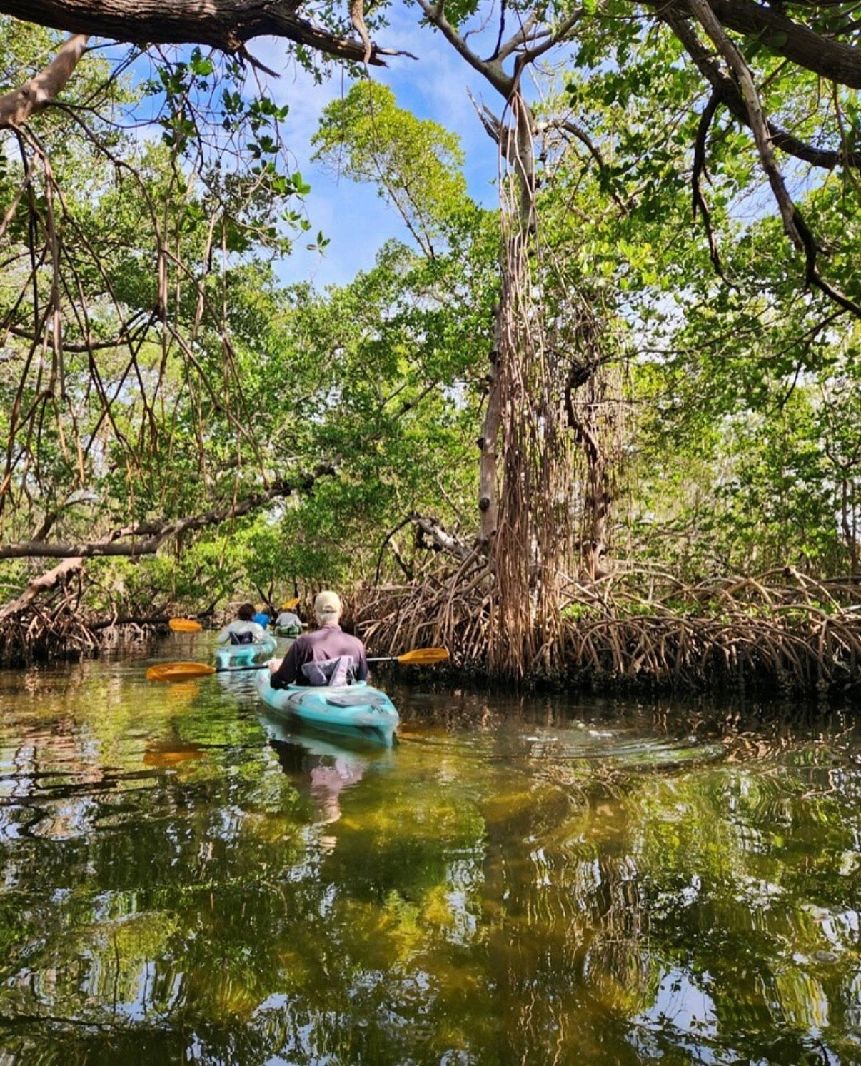 People kayaking through a mangrove forest with tall trees and clear water.